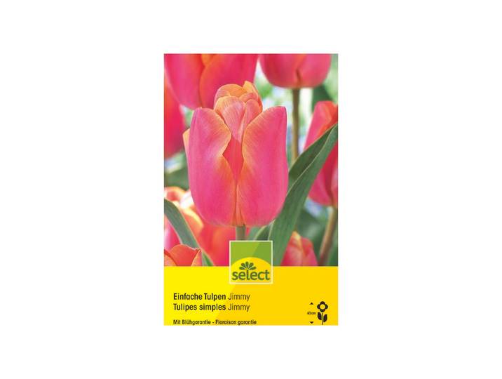 Select Blumenzwiebel Tulpen Jimmy 10 Stück
