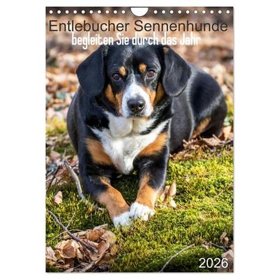 Entlebucher Sennenhunde begleiten Sie durch das Jahr (Wandkalender 2026 DIN A4 hoch), CALVENDO Monatskalender