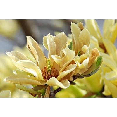 Fototapete PAPERMOON "Schmetterlinge Magnolie", bunt, B:3,5m L:2,6m, Vlies, Tapeten