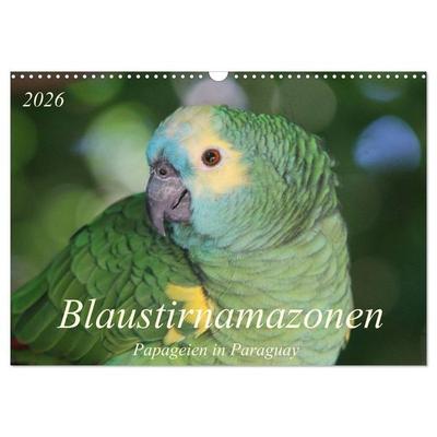 Blaustirnamazonen - Papageien in Paraguay (Wandkalender 2026 DIN A3 quer), CALVENDO Monatskalender