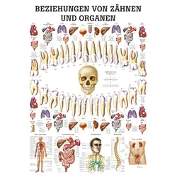 anat. Lehrtafel: Beziehungen von Organen und Zähnen 70 x 100 cm, laminiert