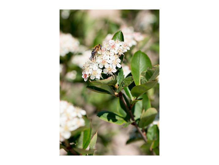 Aronia Apfelbeere Königshof ' 22 cm'