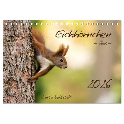 Eichhörnchen in Berlin (Tischkalender 2026 DIN A5 quer), CALVENDO Monatskalender