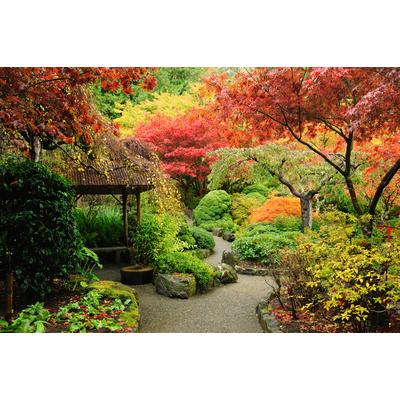 Fototapete PAPERMOON "NATUR DESIGN-PFLANZEN GARTEN BÄUME WALD WANDTAPETE XXL", bunt, B:3m L:2,23m, Vlies, Tapeten