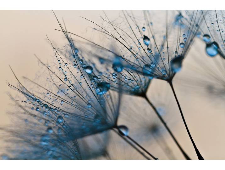 Fototapete PAPERMOON Abstract Dandelions , bunt, B:5m L:2,8m, Vlies, Tapeten, Fototapete