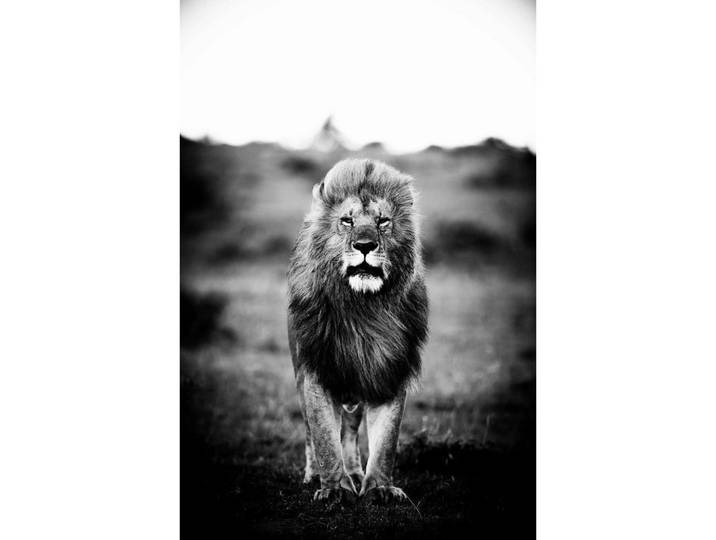 Wandkraft Bild Wandkraft, Schwarz, Weiß, Kunststoff, Tiere, rechteckig, 80x120 cm, einfache und schnelle Anbringung, glänzend, Bilder & Rahmen, Bilder, Sonstige Wandbilder