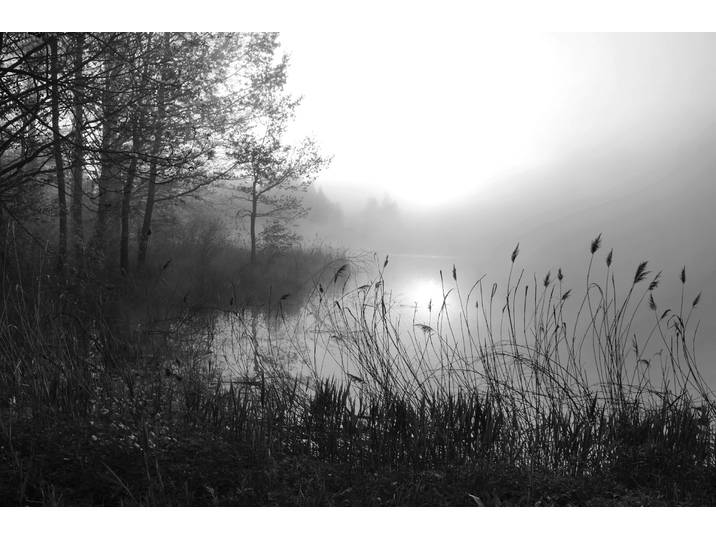 Papermoon See im Wald Schwarz & Weiss