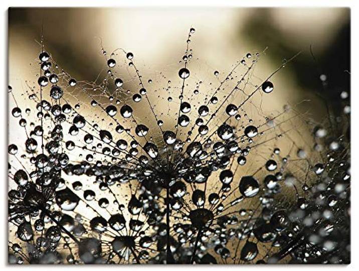 ARTLAND Wanddeko Leinwand Bilder Wandbild 80x60 cm Botanik Blumen Pusteblume Fotografie Schwarz Nasser Löwenzahn S5YR
