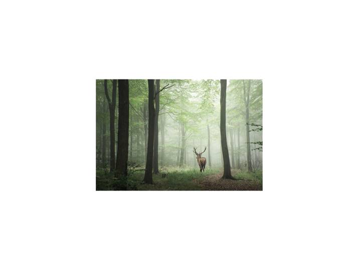 Glasbild „Hirsch im morgendlichen Wald“ 100 x 150 cm Multicolor Crea Collection