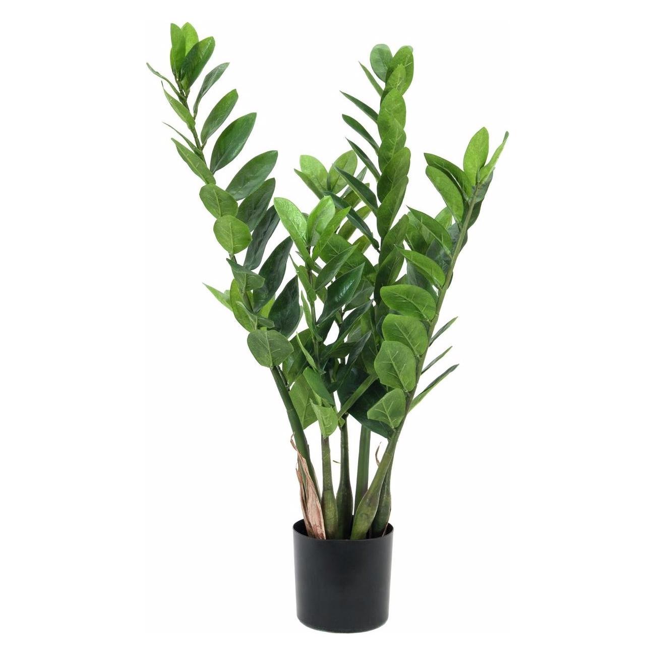 Europalms Zamifolia (70 cm) (82600153)
