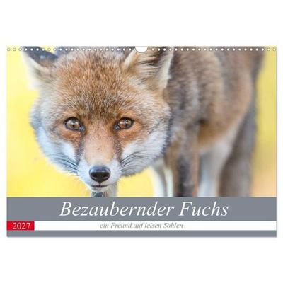 Bezaubernder Fuchs - ein Freund auf leisen Sohlen (Wandkalender 2027 DIN A3 quer), CALVENDO Monatskalender
