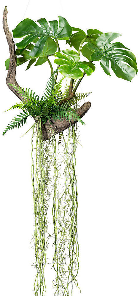 kaiserkraft Splitphilodendron auf Wurzel, 500 x 500 mm, Höhe 1600 mm, mit Farn und Luftwurzeln