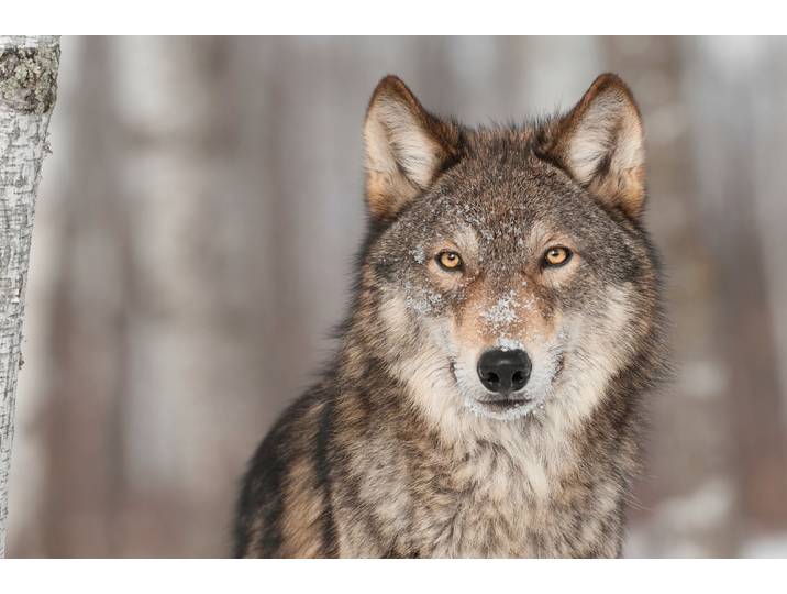 Fototapete PAPERMOON WOLF-TIER HUNDE RAUBTIER GRAU RUDEL WALD WILD NATUR , bunt, B:5m L:2,8m, Vlies, Tapeten, Fototapete