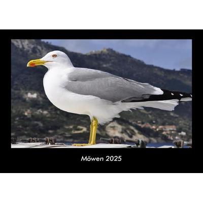 Möwen 2025 Fotokalender DIN A3