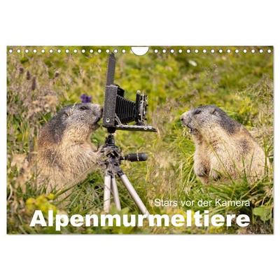 Alpenmurmeltiere - Stars vor der Kamera (Wandkalender 2026 DIN A4 quer), CALVENDO Monatskalender