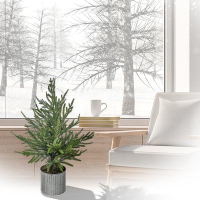 Regency International "28"" Potted Norfolk Pine Tree"
