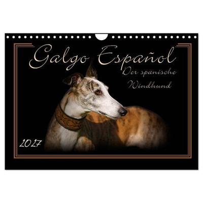 Galgo Español 2027- Der spanische Windhund (Wandkalender 2027 DIN A4 quer), CALVENDO Monatskalender