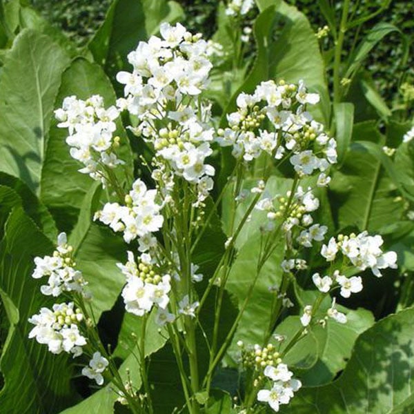 6 x Bieslook Armoracia rusticana in pot van 9x9 cm van Arborix