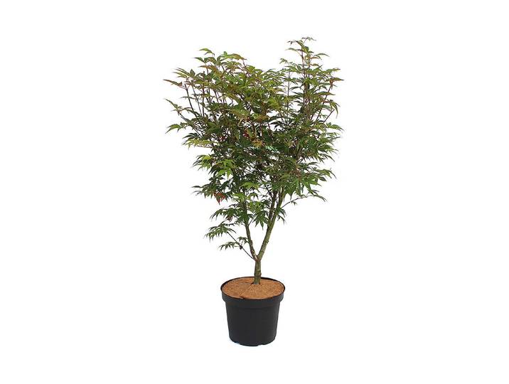 Japanischer Fächerahorn - Acer palmatum Osakazuki. 80-100cm inklusive Topf