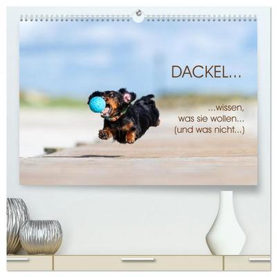DACKEL... wissen was sie wollen... (und was nicht...) (hochwertiger Premium Wandkalender 2026 DIN A2 quer), Kunstdruck in Hochglanz