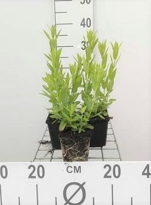 6 x Lythrum salicaria Robert Weiderich - Waterlies - Pot Ø 9 cm