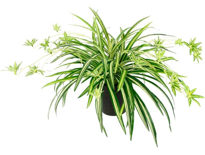 Kunstpflanze I.GE.A. Wasserlilie , grün, B:60cm H:40cm, Kunststoff, Polyester, Kunstpflanzen, Kunstpflanze, Im Topf