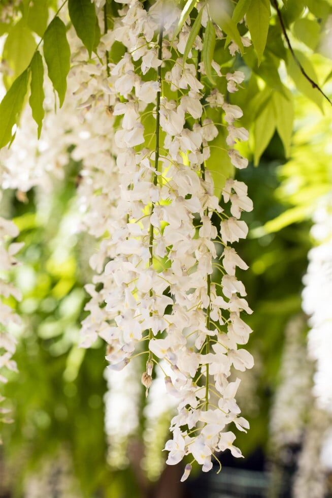 Pflanzen Blauregen Wisteria Alba H ca 40 cm 2 L Eckcontainer
