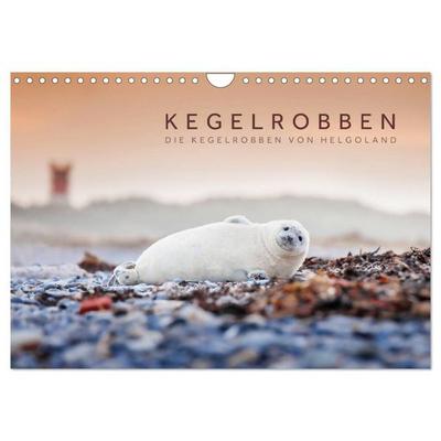 Kegelrobben - Die Kegelrobben von Helgoland (Wandkalender 2027 DIN A4 quer), CALVENDO Monatskalender