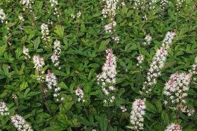 6 x Tiarella hybrida Spring Symphony schaamkruid, pot van 9 x 9 cm