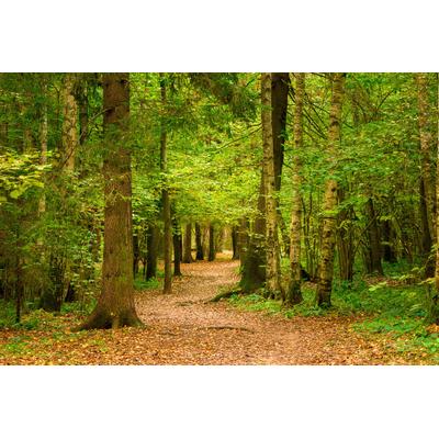 Fototapete PAPERMOON "Waldweg", bunt, B:3,5m L:2,6m, Vlies, Tapeten