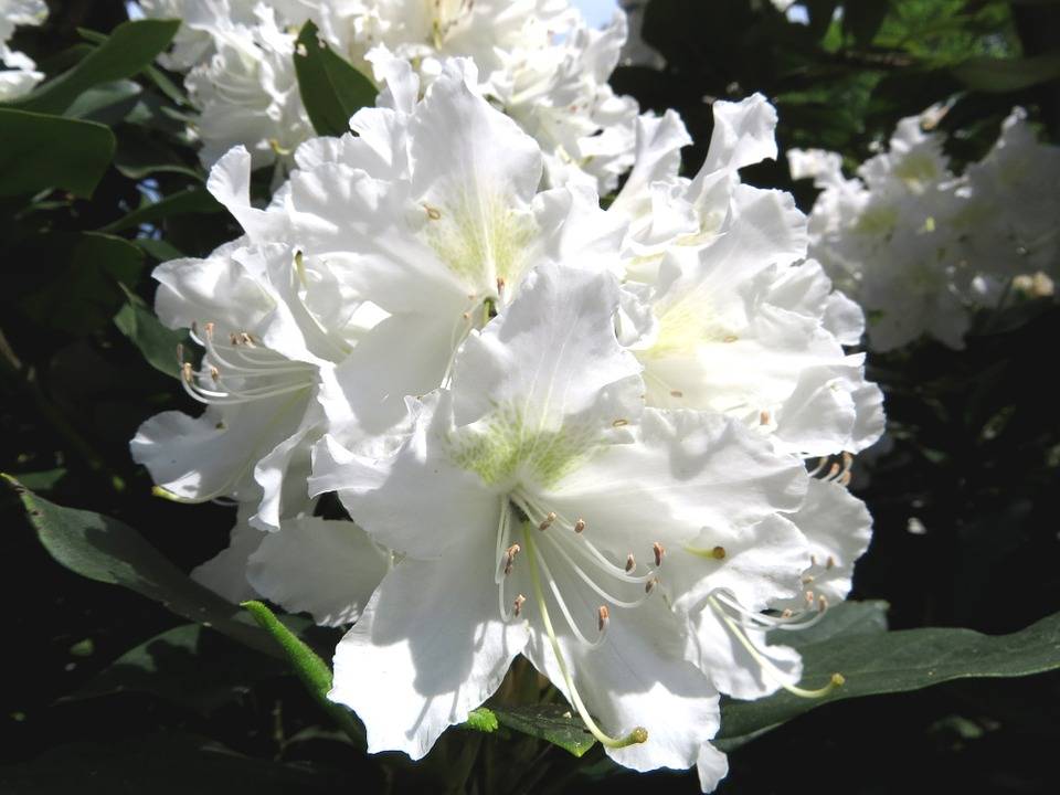 Pflanzen Rhododendron Cunningham's White 5 l Container