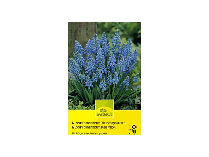 Select Blumenzwiebel Muscari armeniacum Traubenhyazinthen