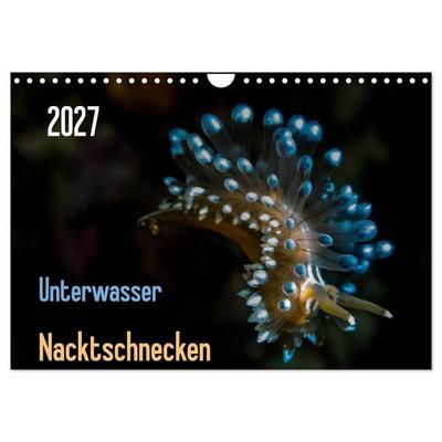 Unterwasser - Nacktschnecken 2027 (Wandkalender 2027 DIN A4 quer), CALVENDO Monatskalender