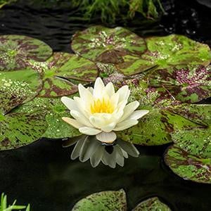FloraSelf Moerings Nymphaea Chromatella Waterlelie in 3L Mand