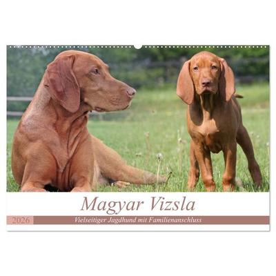 Magyar Vizsla - Vielseitiger Jagdhund mit Familienanschluss (Wandkalender 2026 DIN A2 quer), CALVENDO Monatskalender