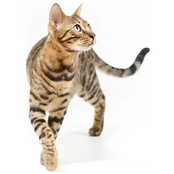 IMAC Zuma (Katzenklo geschlossen), Katzenklo