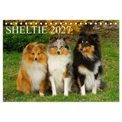 Sheltie 2027 (Tischkalender 2027 DIN A5 quer), CALVENDO Monatskalender