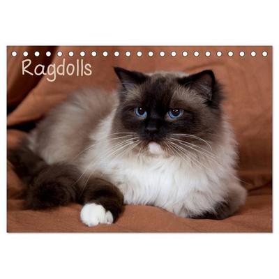 Ragdolls (Tischkalender 2027 DIN A5 quer), CALVENDO Monatskalender