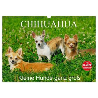 Chihuahua - Kleine Hunde ganz groß (Wandkalender 2027 DIN A3 quer), CALVENDO Monatskalender