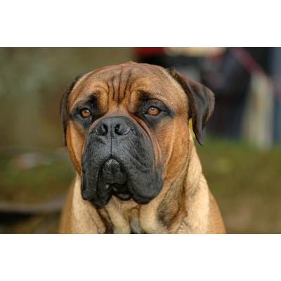 Papermoon "Bullmastiff-Porträt"