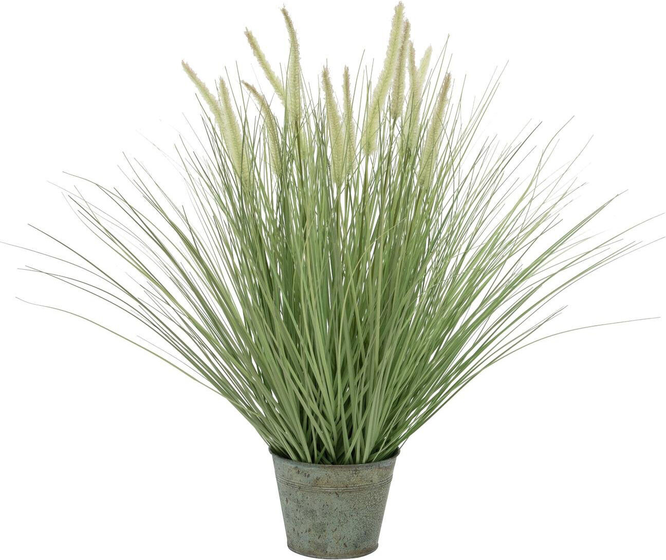 Europalms Ziergras, Blühend, 70cm