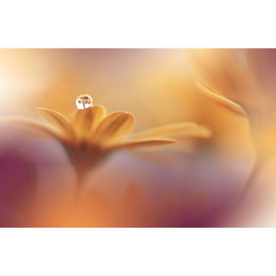 Papermoon "Zen Wassertropfen mit Blume Makro"