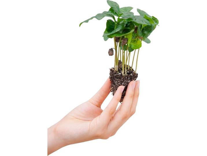 PLNTS - Baby Coffea Arabica - Kamerplant Koffieplant- Stekplantje 4 cm - Hoogte 15 cm