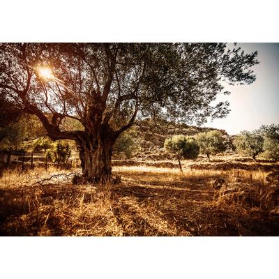 Fototapete PAPERMOON "Wald in Landschaft", bunt, B:3m L:2,23m, Vlies, Tapeten