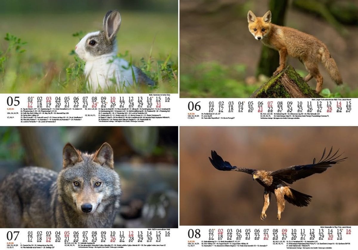 Dieren Kalender 2026 Natuur Maandplanner met 12 verschillende motieven in A5-formaat Multicolor