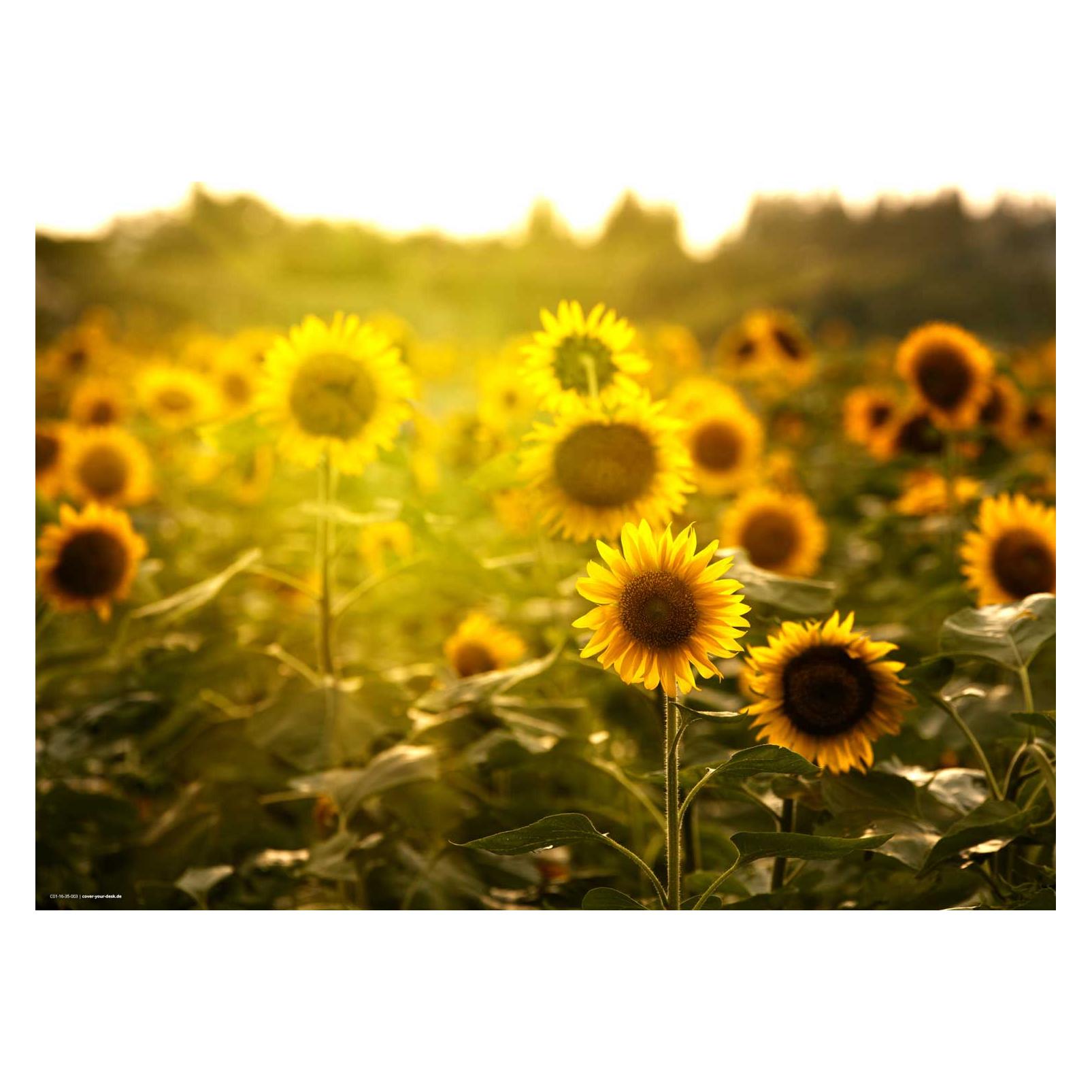 CoverYourDesk Schreibtischunterlage Sonnenblumenfeld (21557211)