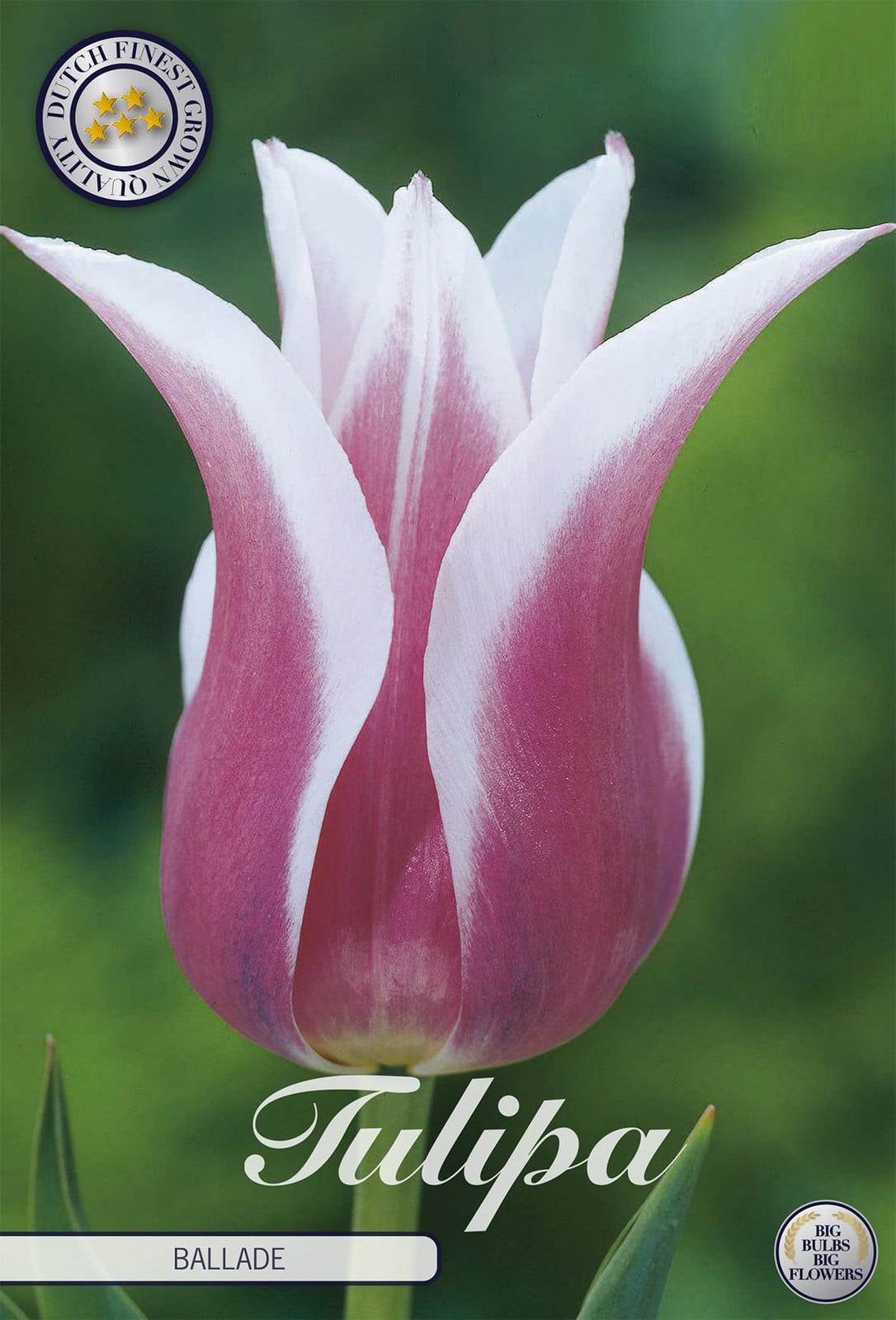 Sam van Schooten Tulpen Ballade Tulpenbollen (7 stuks)
