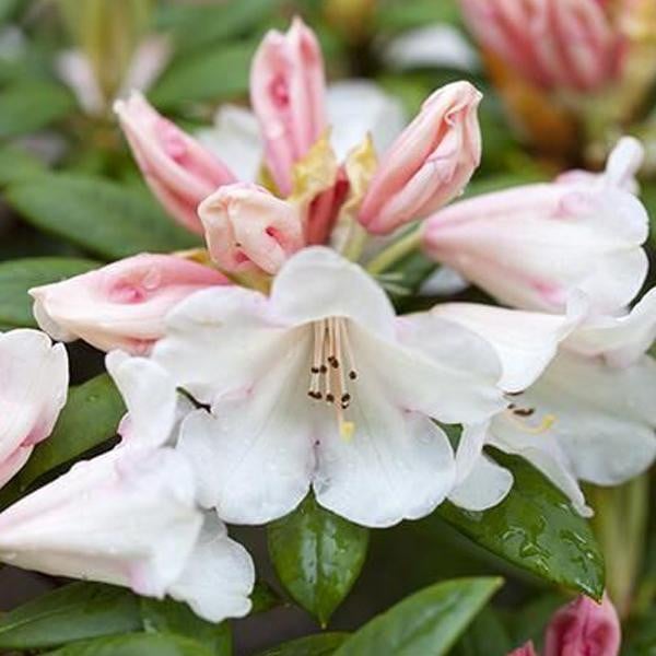 Rhododendron Grumpy in pot door Arborix