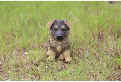 Hi-Line Gift Ltd. German Shepherd Puppy Statue