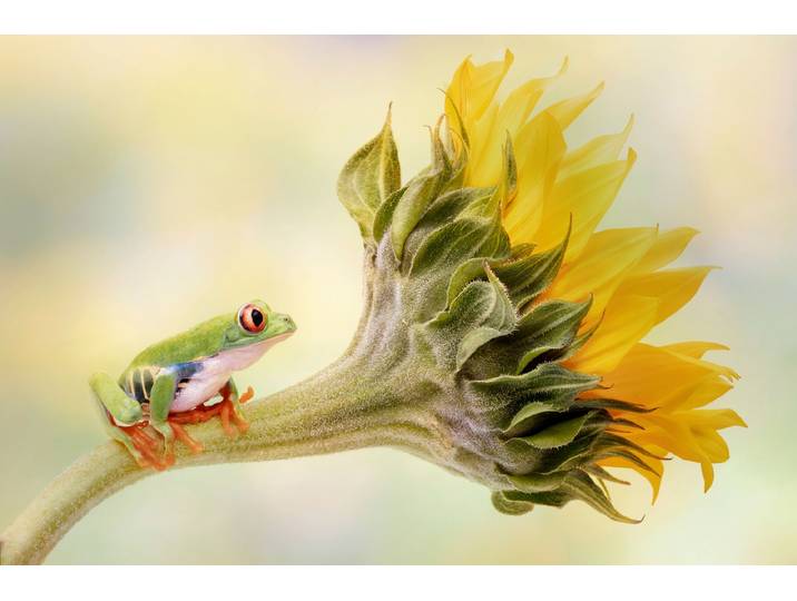 Fototapete PAPERMOON LINDA D LESTER, ROTERÄUGIGER BAUMFROSCH AUF EINER SONNENBLUME , bunt, B:1,5m L:1,11m, Vlies, Tapeten, Fototapete